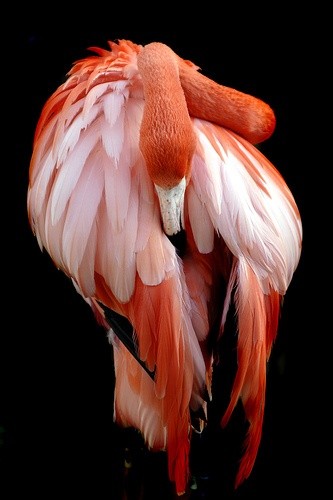 Photo:  Riverbanks flamingo 